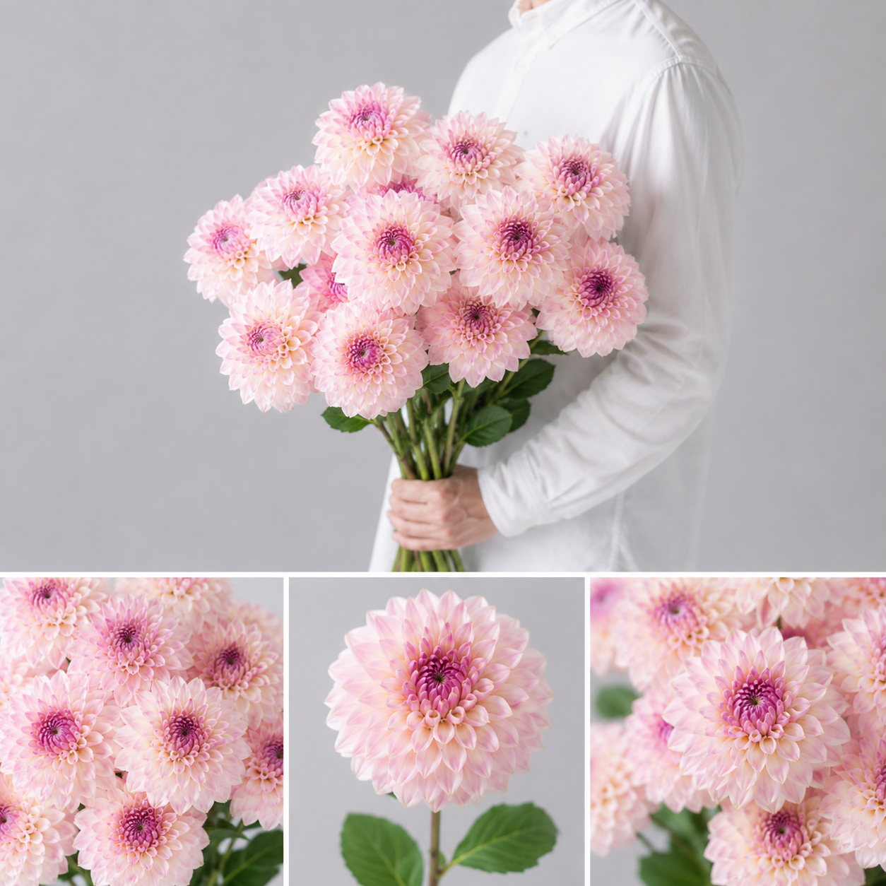 【esprio fleurs paris】【切花最高等級「秀等級」ダリア 「ドロシー」 10本セット】【エスプリオフルール】