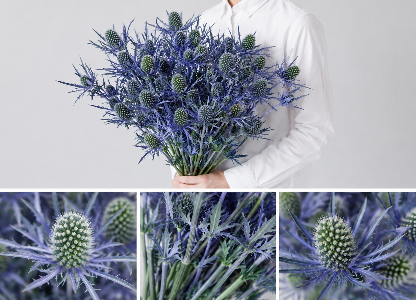 【esprio fleurs paris】【切花最高等級『秀等級』 エリンジウム「アルピナム」」10本セット】【エスプリオフルール】