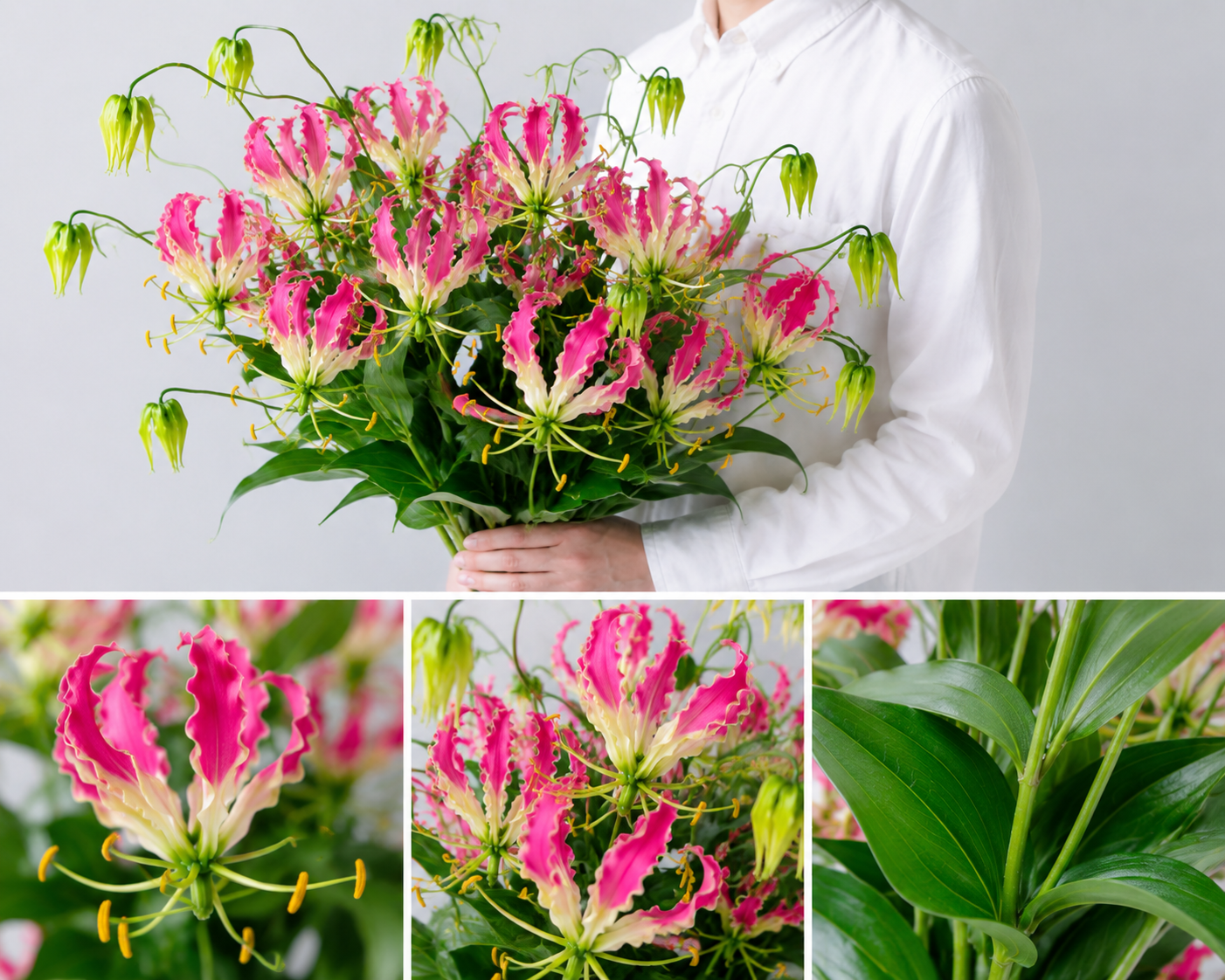 【esprio fleurs paris】【切花最高等級『秀等級』「グロリオサ(ピンク)」10本セット】【エスプリオフルール】