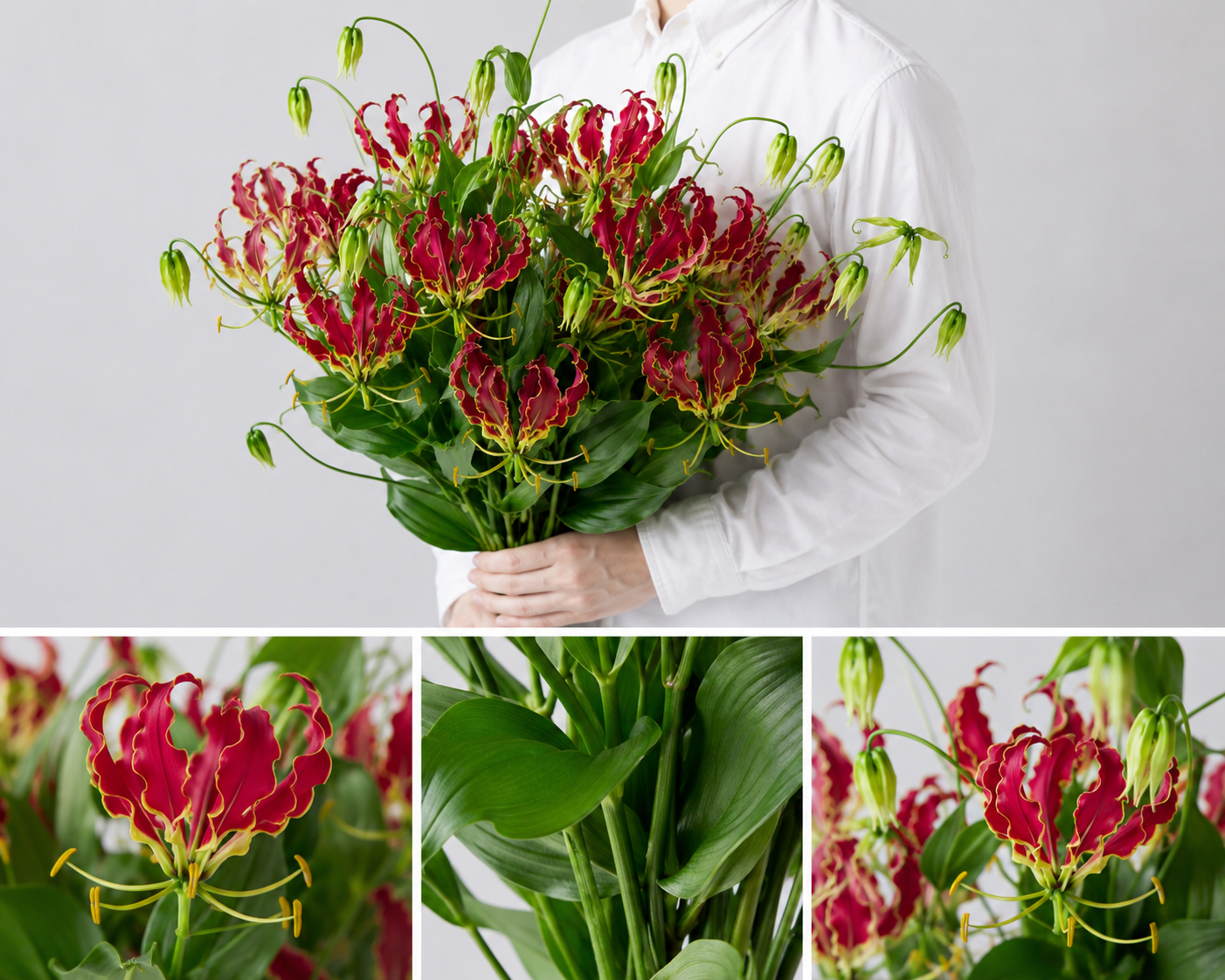 【esprio fleurs paris】【切花最高等級『秀等級』 グロリオサ「サザンウインド」10本セット】【エスプリオフルール】