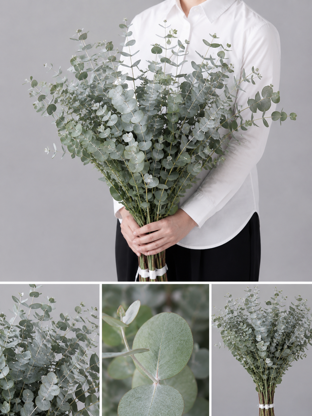 【esprio fleurs paris】【切花最高等級『秀等級』 ユーカリ「銀世界」10本セット】【エスプリオフルール】