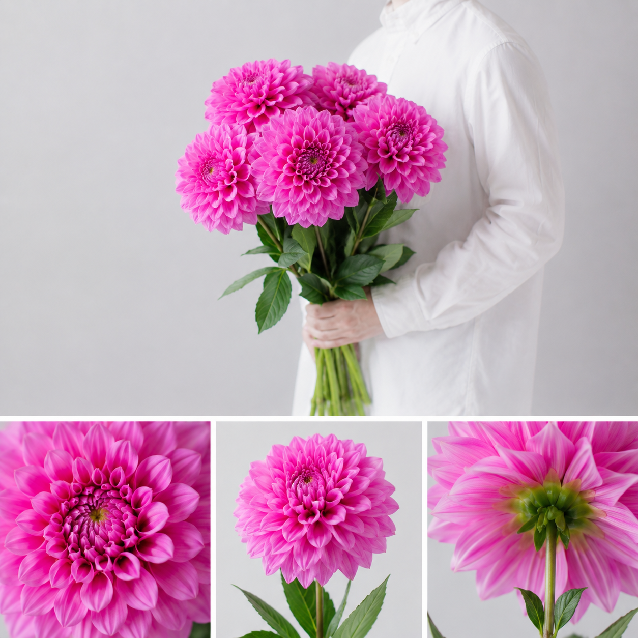 【esprio fleurs paris】【切花最高等級『秀等級』ダリア 「エターニティ シャイン」10本セット】【エスプリオフルール】