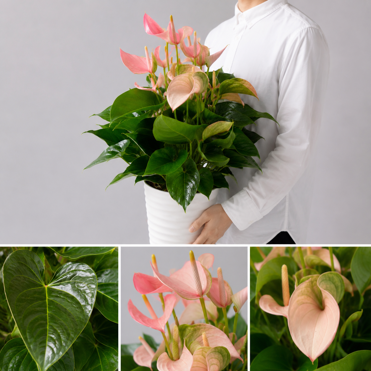 【esprio fleurs paris】【観葉植物 アンスリウム「ジョリブラッシュ」】【高さ約80cm・幅約50cm】【エスプリオフルール】