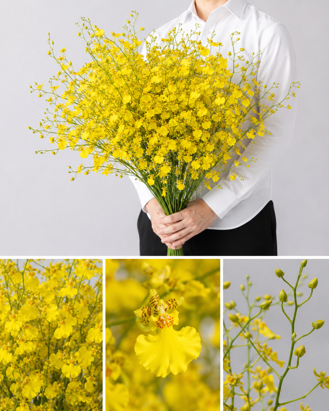 【esprio fleurs paris】【切花最高等級『秀等級』 オンシジウム「ハニーエンジェル」10本セット】【エスプリオフルール】