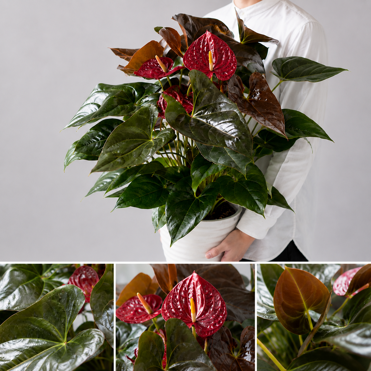 【esprio fleurs paris】【観葉植物 アンスリウム「デリカータ」7号鉢】【高さ約70cm・幅約50cm】【エスプリオフルール】