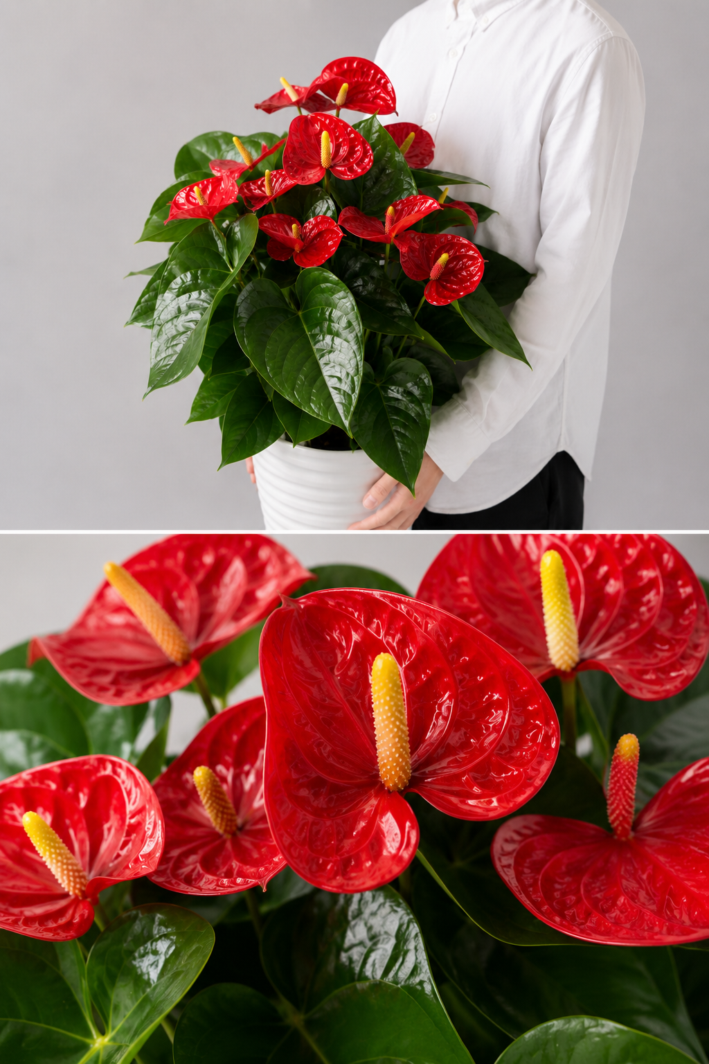 【esprio fleurs paris】【観葉植物 アンスリウム「バンビーノレッド」】【高さ約80cm・幅約50cm】【エスプリオフルール】