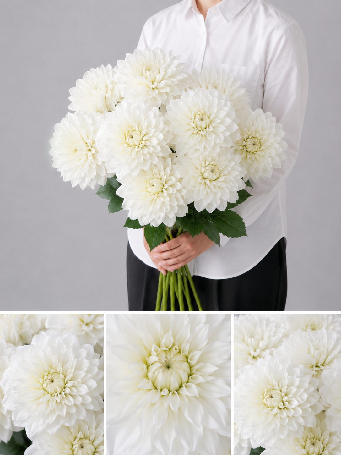 【esprio fleurs paris】【切花最高等級『秀等級』 ダリア「ホワイトヴェール」10本セット】【エスプリオフルール】