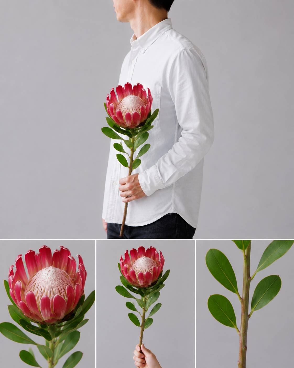 【esprio fleurs paris】【 プロテア / ブレンダ（切花）5本セット】【エスプリオフルール】