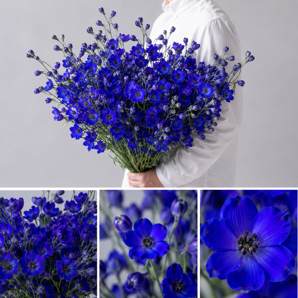 【esprio fleurs paris】【切花最高等級『秀等級』デルフィニウム ジャパンブルー 10本セット】【エスプリオフルール】
