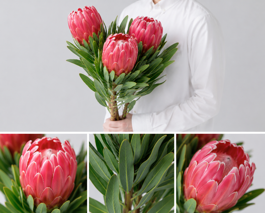 【esprio fleurs paris】【切花最高等級『秀等級』 プロテア「ビーナス」」3本セット】【エスプリオフルール】