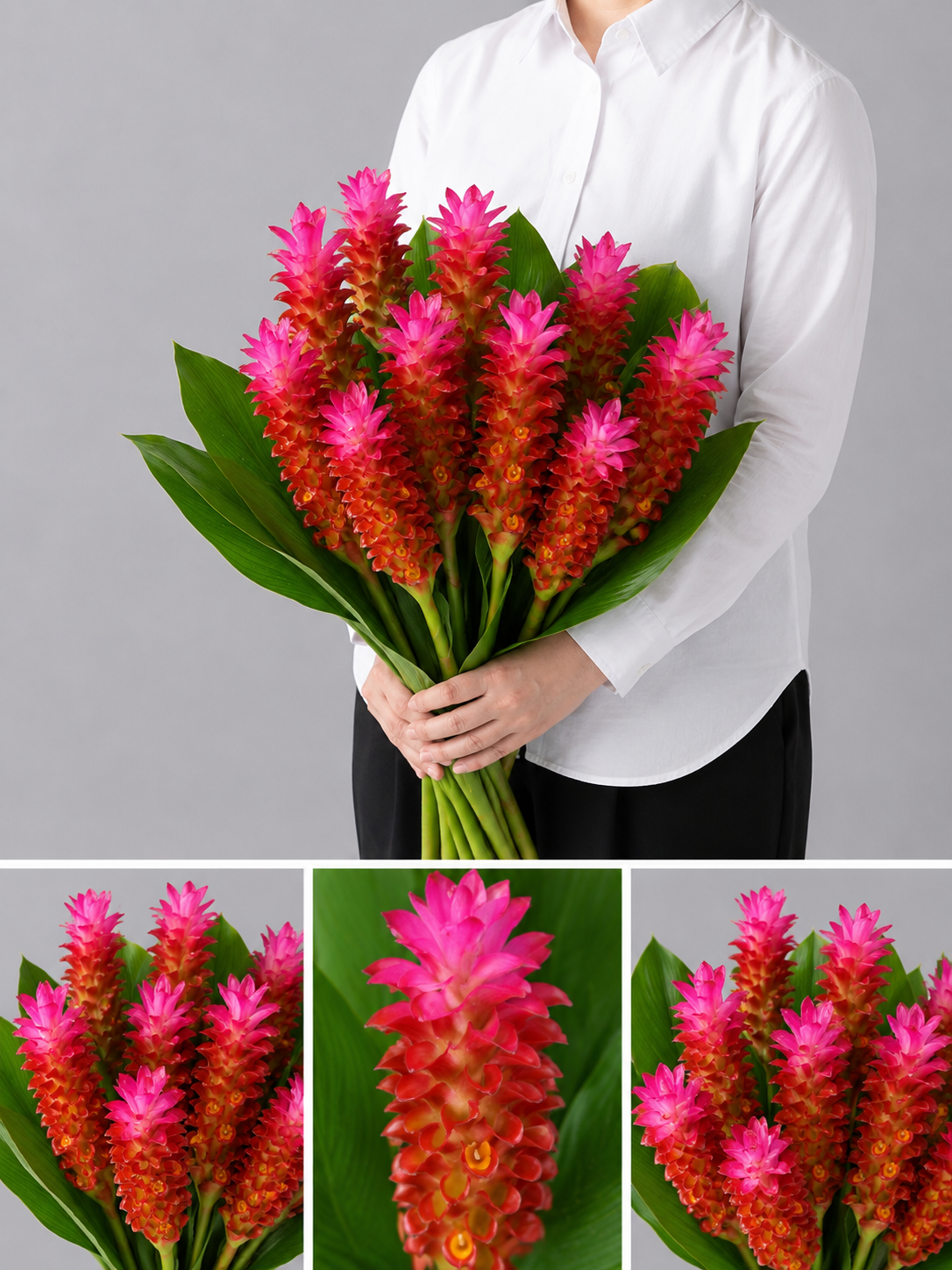 【esprio fleurs paris】【切花最高等級『秀等級』 クルクマ「レッドトーチ」10本セット】【エスプリオフルール】