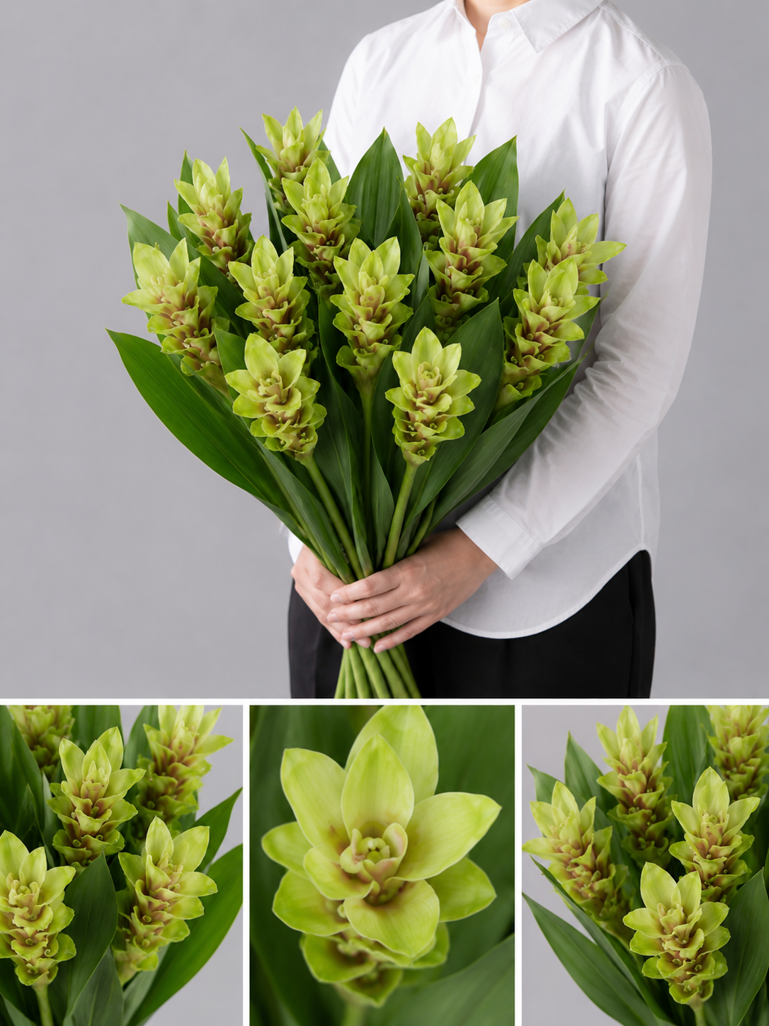 【esprio fleurs paris】【切花最高等級『秀等級』 クルクマ「ラブリーエメラルド」10本セット】【エスプリオフルール】