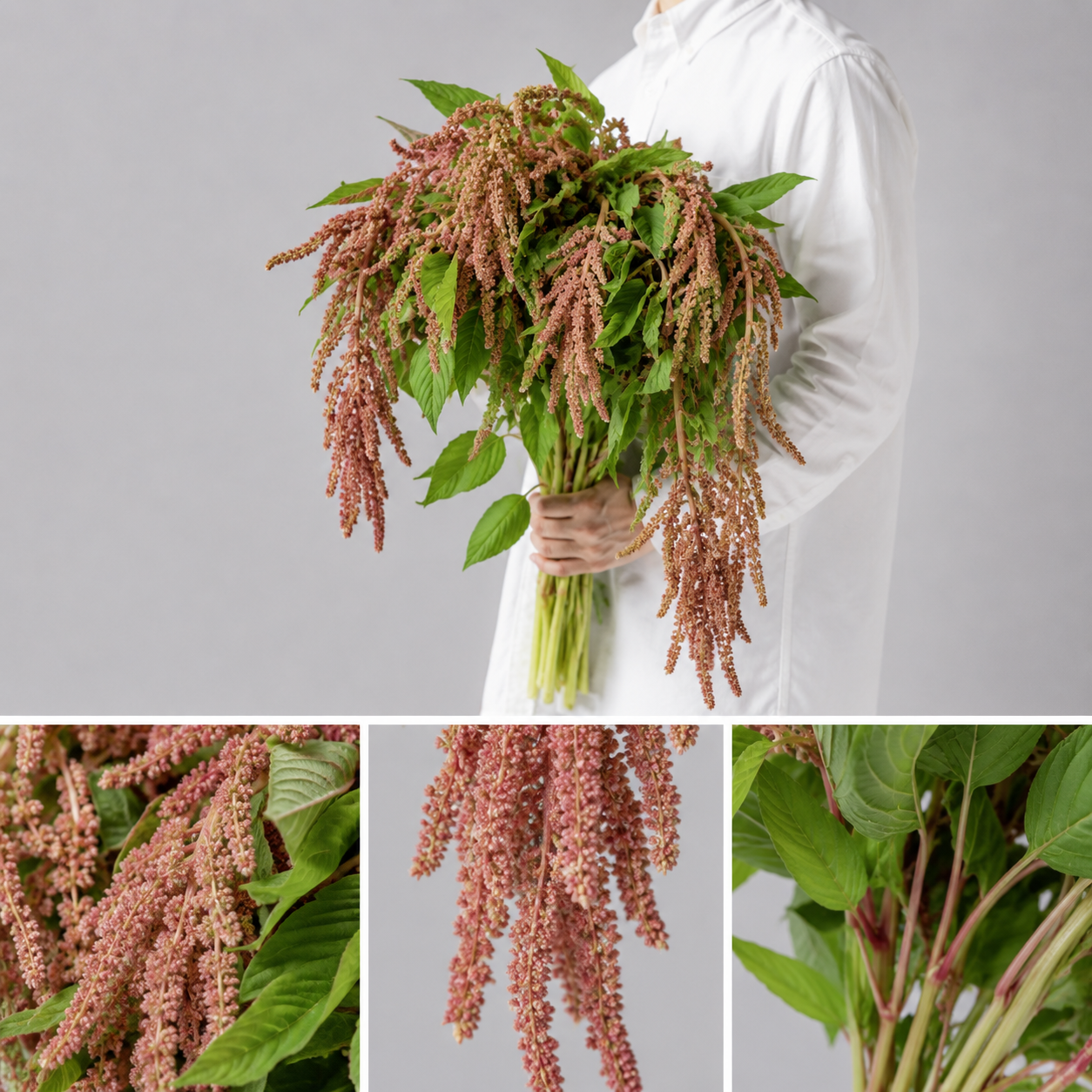 【esprio fleurs paris】【切花最高等級『秀等級』アマランサス 「コーラルファウンテン」10本セット】【エスプリオフルール】