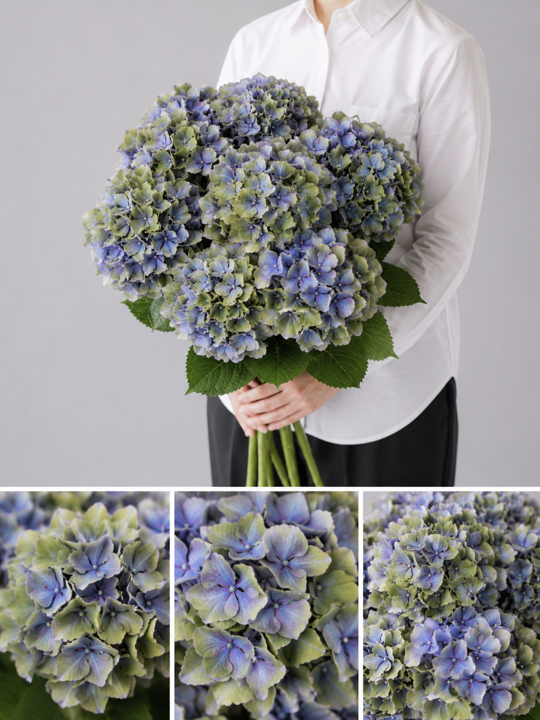 【esprio fleurs paris】【切花最高等級『秀等級』 あじさい スパイクブルー（アキイロ）」5本セット】【エスプリオフルール】