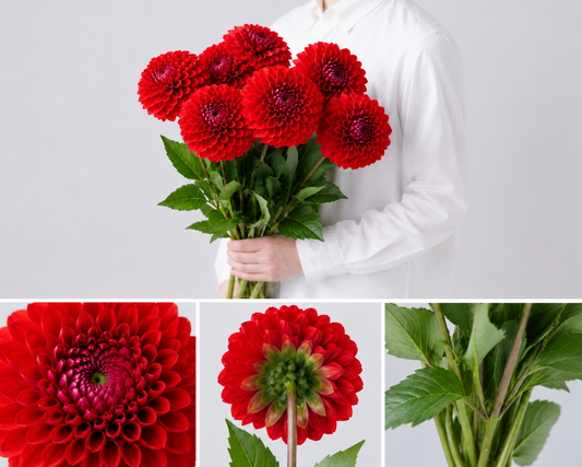 【esprio fleurs paris】【切花最高等級『秀等級』ダリア 「朝日てまり」10本セット】【エスプリオフルール】