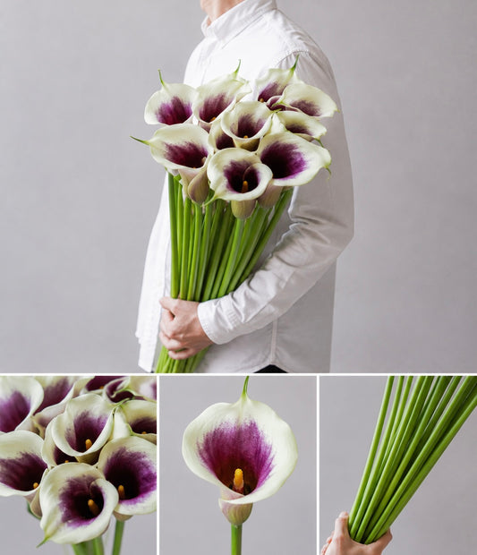 【esprio fleurs paris】【 切花最高等級『秀等級』カラー / ピカソ（切花）10本セット】【エスプリオフルール】