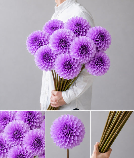 【esprio fleurs paris】【 切花最高等級『秀等級』ダリア / ラベンダージェイド（切花）10本セット】【エスプリオフルール】