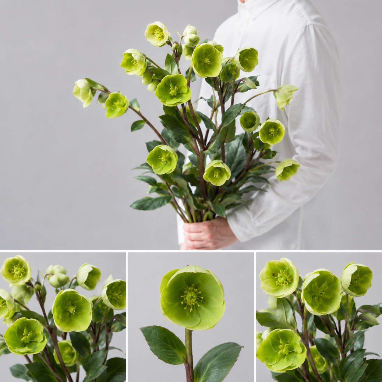 【esprio fleurs paris】【切花最高等級「秀等級」クリスマスローズ「マグニフィセントベル」10本セット】【エスプリオフルール】