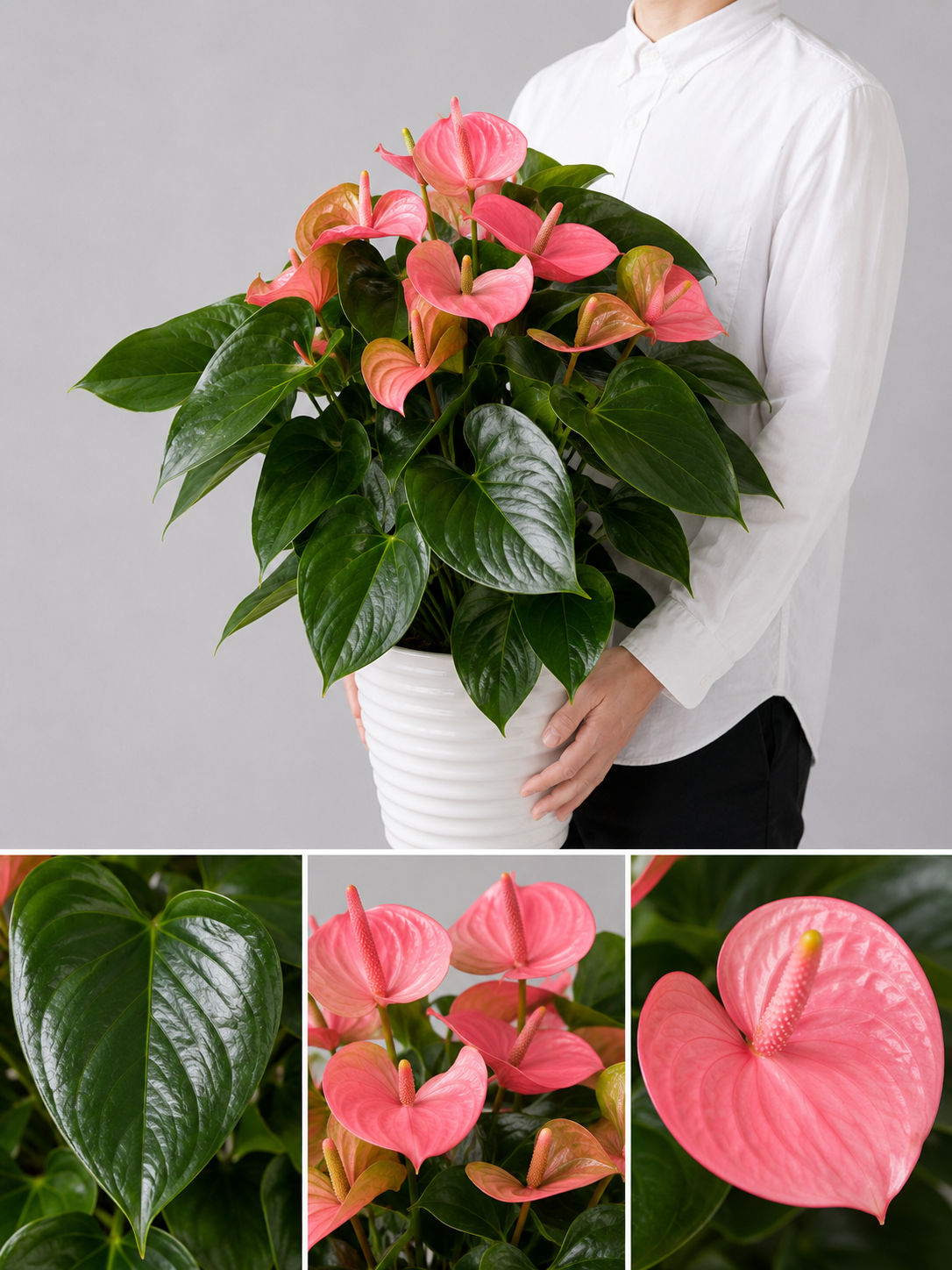 【esprio fleurs paris】【観葉植物 アンスリウム「メリト」】【高さ約80cm・幅約50cm】【エスプリオフルール】