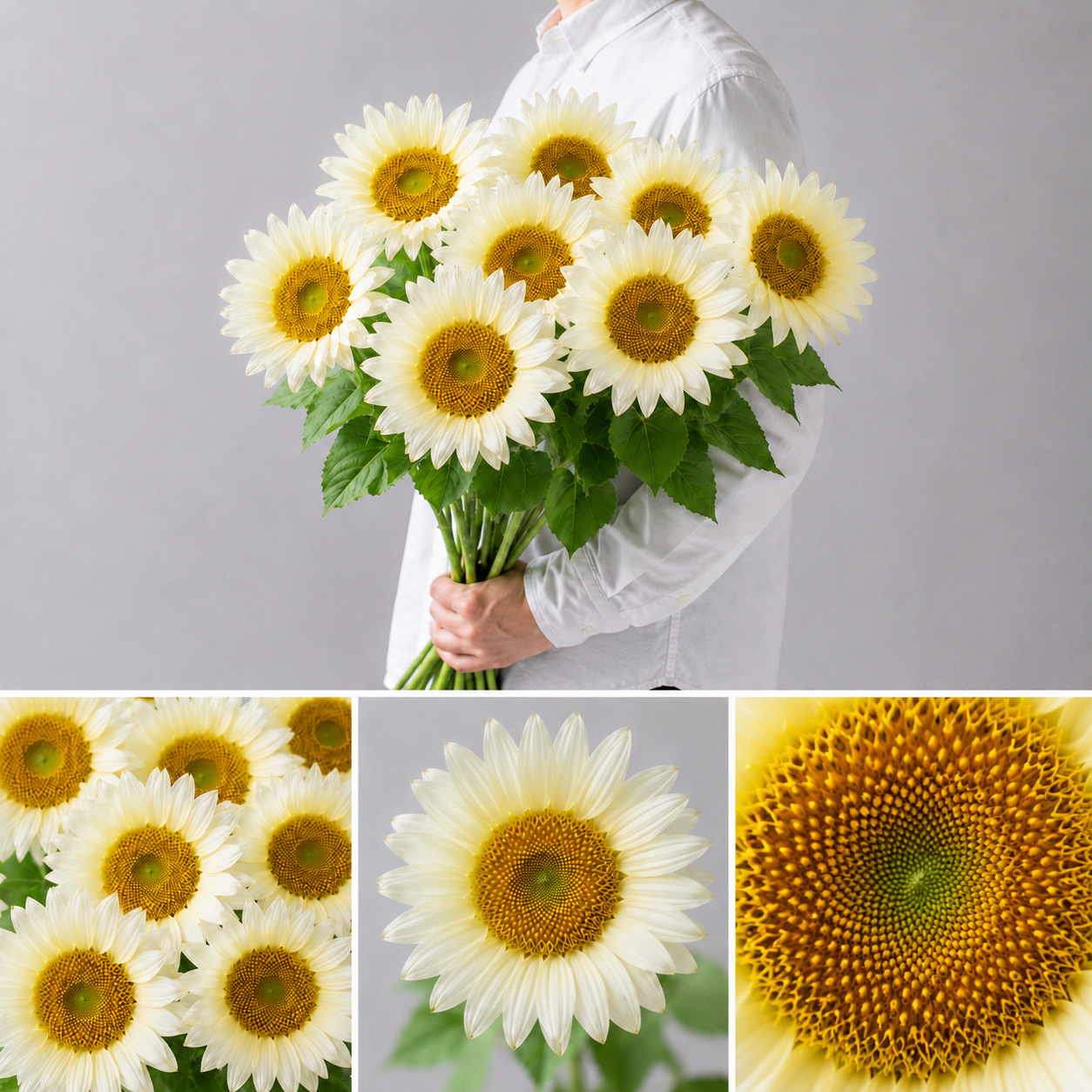 【esprio fleurs paris】【切花最高等級『秀等級』ひまわり（白）ホワイトムーン 10本セット】【エスプリオフルール】