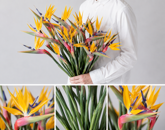 【esprio fleurs paris】【切花最高等級『秀等級』 ストレチア 「レギネ 'ゴールドクレスト」」10本セット】【エスプリオフルール】