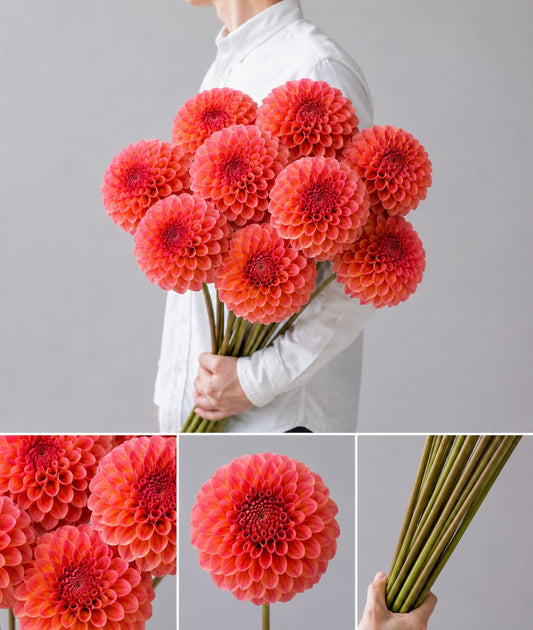 【esprio fleurs paris】【 切花最高等級『秀等級』ダリア / ブラッドオレンジ（切花）10本セット】【エスプリオフルール】
