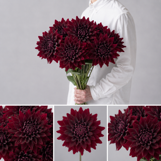 【esprio fleurs paris】【切花最高等級「秀等級」ダリア 「黒蝶（こくちょう）」 10本セット】【エスプリオフルール】