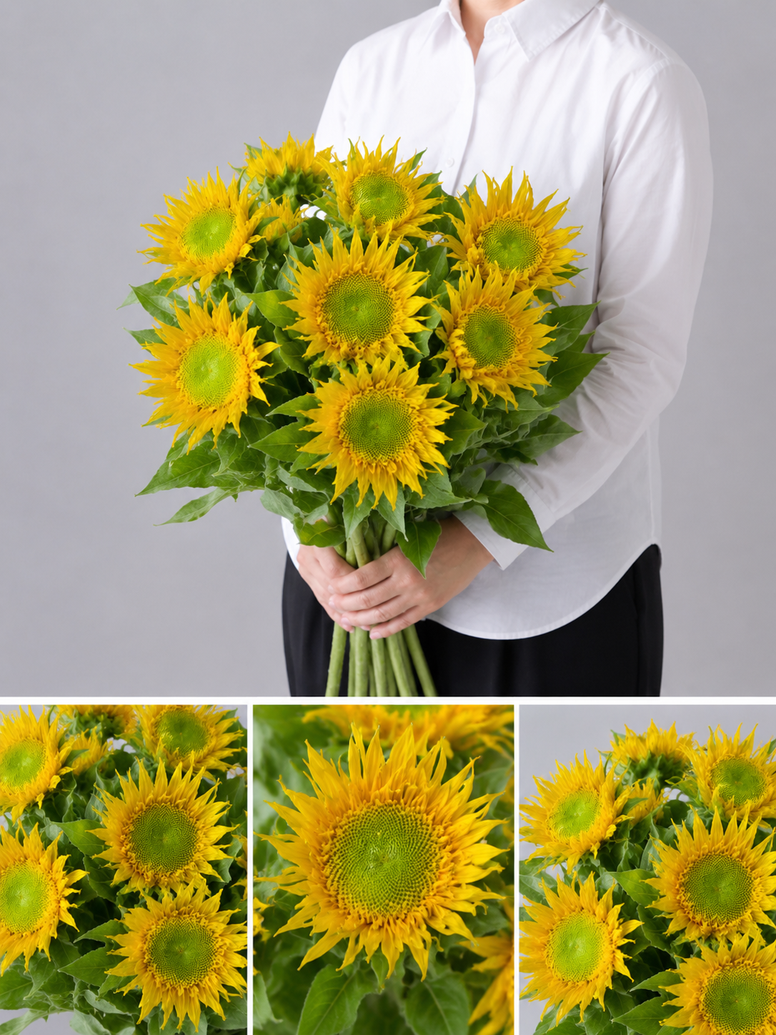 【esprio fleurs paris】【切花最高等級『秀等級』 ヒマワリ「グリーンバースト」10本セット】【エスプリオフルール】