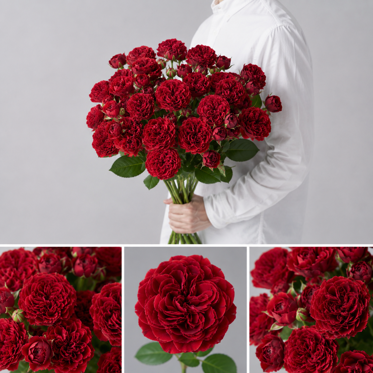 【esprio fleurs paris】【切花最高等級「秀等級」スプレーバラ「レッドモヒート」10本セット】【エスプリオフルール】