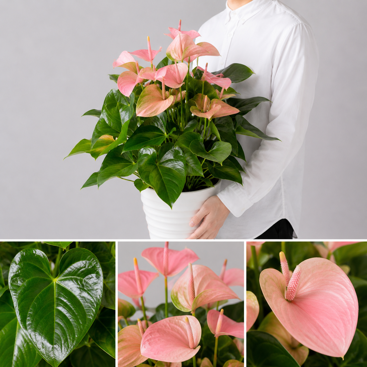 【esprio fleurs paris】【観葉植物 アンスリウム「スイートドリーム」】【高さ約80cm・幅約50cm】【エスプリオフルール】