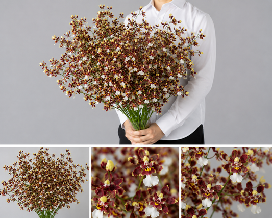 【esprio fleurs paris】【切花最高等級『秀等級』 オンシジューム「シェリーベイビー」10本セット】【エスプリオフルール】